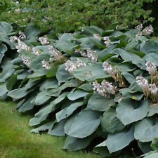 Hosta sieboldiana hosta d'occasion  Pouzauges