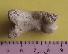 Pleistocene cave bear for sale  WESTON-SUPER-MARE