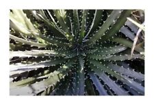 10x Dyckia Encholirioides Bromeliad Yellow Garden Plants - Seeds ID552, used for sale  Shipping to South Africa