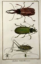 1751 beetles insects for sale  NORWICH