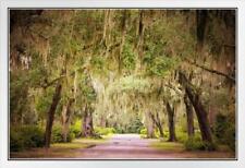 Beautiful bonaventure photo for sale  Mount Vernon