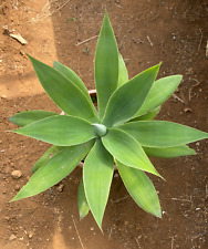 Agave attenuata pianta usato  Menfi