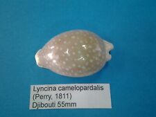 Lyncina camelopardalis coquill d'occasion  Conty