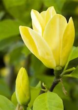 Magnolia daphne yellow for sale  NORTHWICH