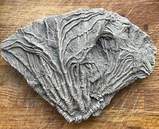 Crinoid fossil for sale  LYME REGIS