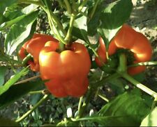 Orange manzano pepper for sale  Irving
