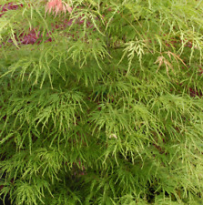 Acer palmatum viridis for sale  Fairview