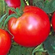 Bradley tomato seeds for sale  Minneapolis