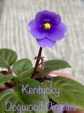 African violet kentucky for sale  North Brookfield