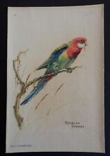 Rosella parrot birds for sale  NORTHAMPTON