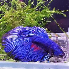 Male blue halfmoon for sale  BIRMINGHAM