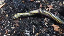 1 x Adult Bumblebee Millipede Live - Arthropod - A.monilicornis - Cleaner, used for sale  ROSSENDALE