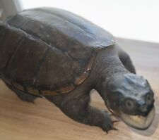 snapping turtle for sale  Arcanum