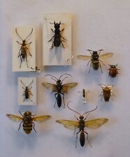 Insects entomology insects for sale  CHORLEY