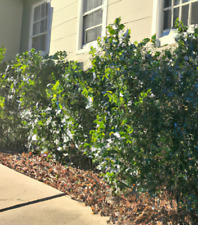 American holly bush for sale  Saint Augustine