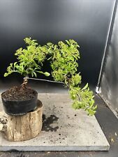 Firethorn bonsai tree for sale  BROUGH