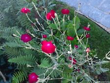 Lychnis rose campion for sale  BRAINTREE