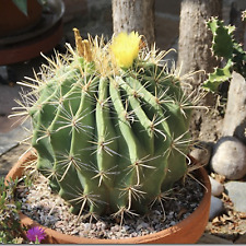 Root ferocactus wislizeni for sale  Tucson