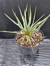Yucca filamentosa bright d'occasion  Basse-Goulaine
