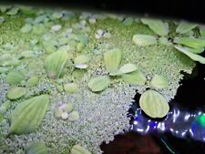 Aquarium pflanze wasserlinsen gebraucht kaufen  Leverkusen