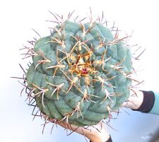 10 Thelocactus hexaedrophorus SPIRALIS semi korn seeds seeds RARE for sale  Shipping to South Africa