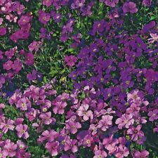 Aubretia large flowered for sale  KEIGHLEY