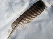 eagle feather for sale  Shipping to Ireland