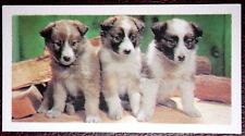 Husky puppies vintage for sale  DERBY