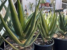 Large hercules aloe for sale  Glendale