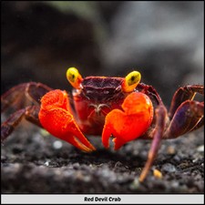 Live Crabs for sale in UK | 58 used Live Crabs