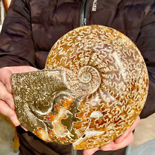 Especímenes fósiles de caracola natural pulida rara de 3,09 lb segunda mano  Embacar hacia Mexico