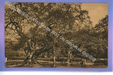 1910c capon tree for sale  THETFORD
