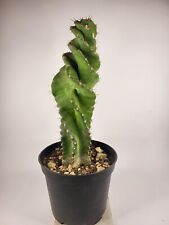 Cereus forbesii spiralis - H 22cm - glass/pot 10.5cm  for sale  Shipping to South Africa