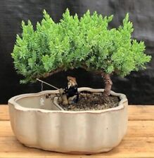 Juniper bonsai tree for sale  Patchogue