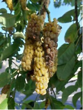 Ombu - Bella Sombra - Phytolacca dioica - Más de 100 semillas - Semillas - Semillas - Gx 104 segunda mano  Embacar hacia Argentina