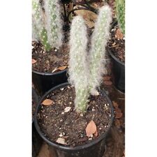 Austrocylindropuntia vestita q for sale  Nipomo