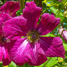 Clematis rubra plant for sale  UK