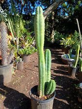 Cereus pach triple for sale  San Diego