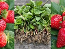Strawberry bare root for sale  SUTTON