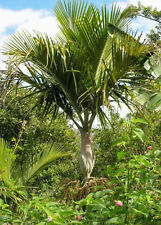 Veillonia Alba White Crownshaft Palm Cyphophoenix Alba 3 fresh seeds   na sprzedaż  PL