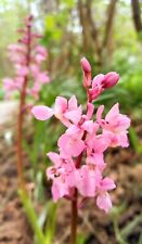 Rare pink orchis for sale  BUCKIE