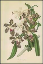 1834-1849 VANDA TESSELLATA Lattice-Like Patterned Flower Botanical (PB351) for sale  Shipping to South Africa