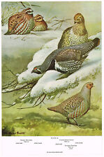 Grouse partridge quail for sale  DEREHAM