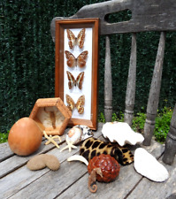 Lot taxidermie cabinet d'occasion  Nice-