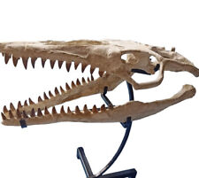 Crânio de Mosasauro de Ótima Qualidade - Mosasaurus Beaugei - Crânio de Réptil do Marrocos comprar usado  Enviando para Brazil