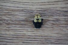 Real bumble bee for sale  Clarence