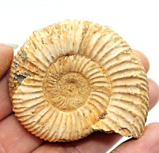Fossil dichotomosphinctes peri for sale  BECCLES