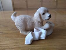 Leonardo labrador retriever for sale  LINCOLN