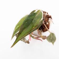 Variegated philodendron micans for sale  Allen