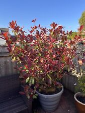 Huge photinia little for sale  TEIGNMOUTH